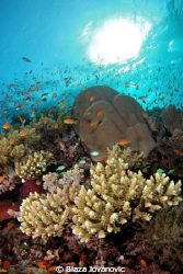 A reef scene... Nikon D80, Tokina 10-17mm & 2 x Ikelite D... by Blaza Jovanovic 